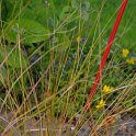 Stipa arundinacea 'Sirocco'